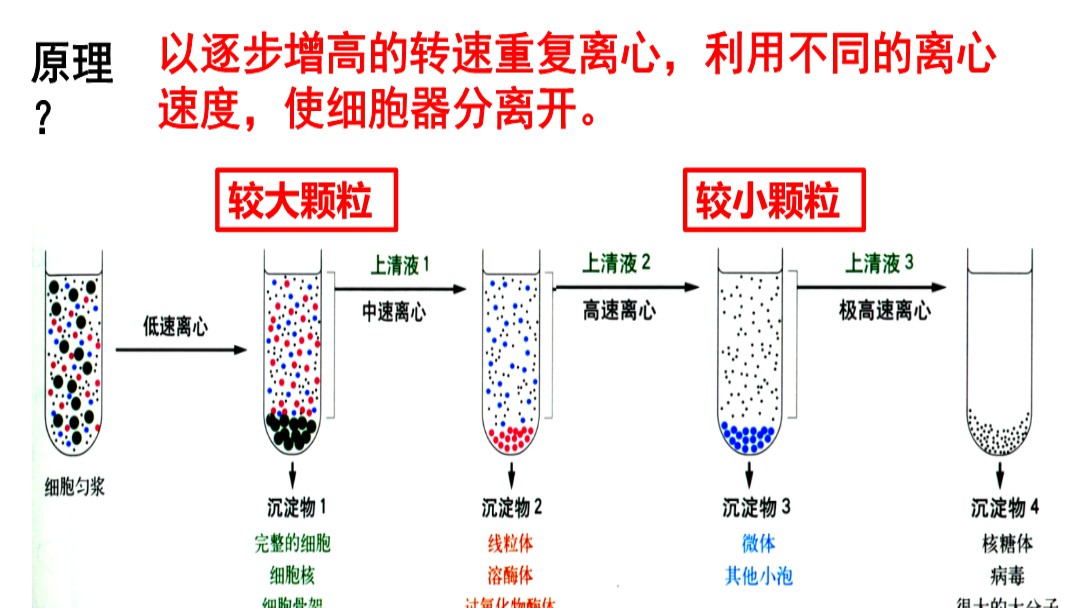 abo血型系统四种血型抗原抗体如何分布：abo血型系统的抗原抗体分布